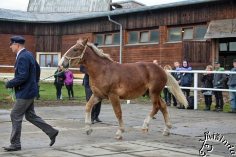 34 - slezský norik KENNY 87/823