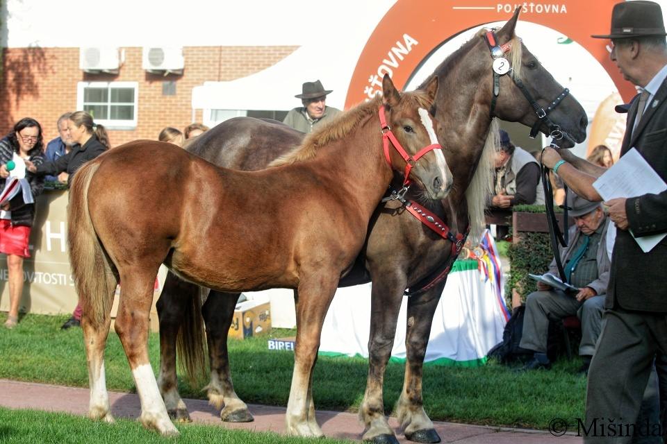 05 - klisna 55/914 Holly a klisnička 55/290 Héra po 2844 Bret