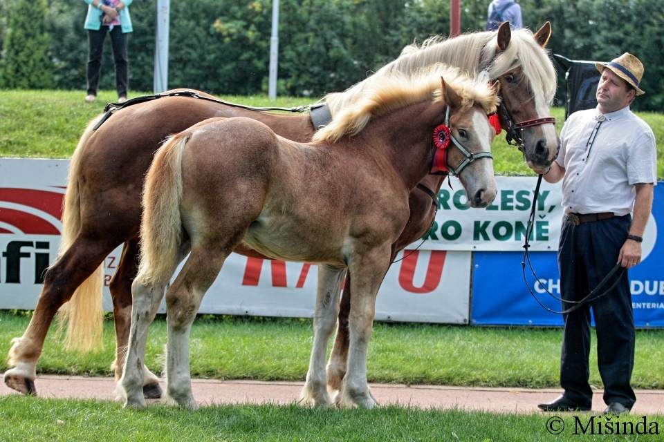 22 - klisna 54/976 Tera a hřebeček Berry po 2333 Bourbon z Lipský