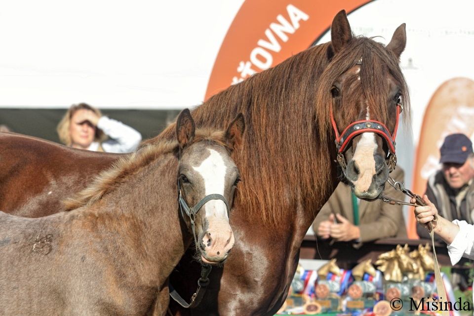 33 - klisna 48/743 Barunka a hřebeček 48/160 Bounty z Makova po 1314 Baroš