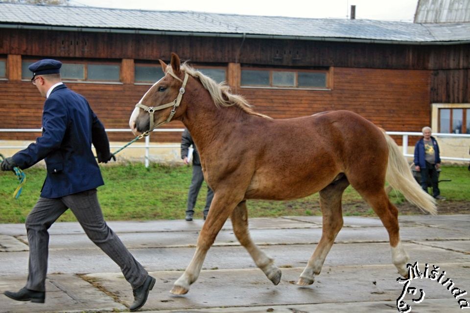 35 - slezský norik KENNY 87/823