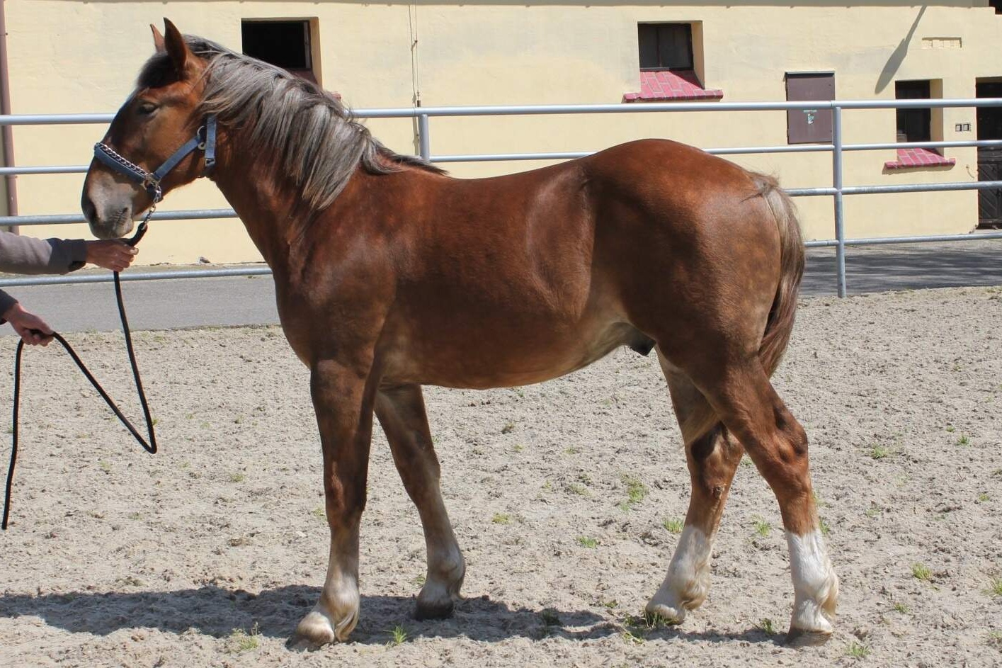 08 - SN 64/63 NAZAR