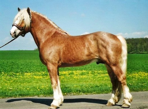 1335_kalmond.jpg